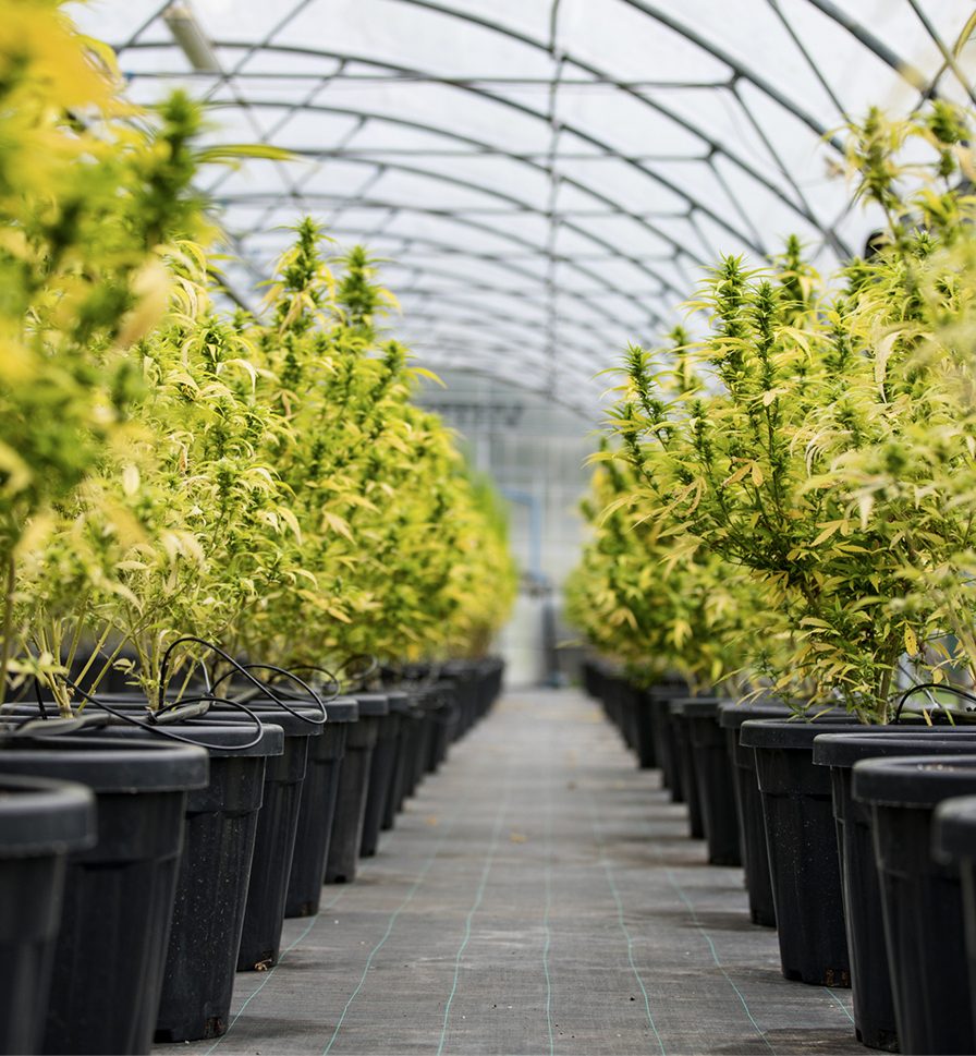 Nursery<br>Growers